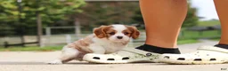Cavalier King Charles Spaniel dogs for sale: Allie - Ad 5