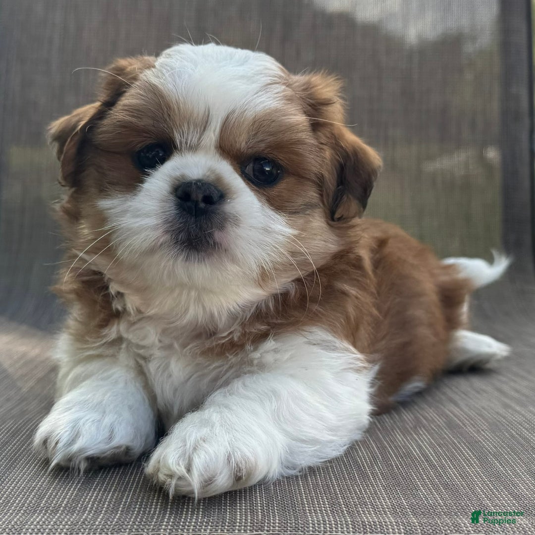 Teddy Bear litter of puppies for sale in Middlebury Lancaster