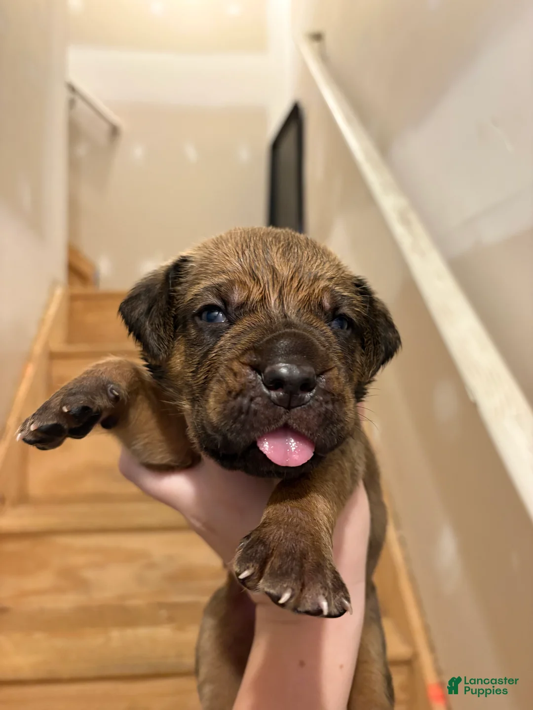 Cane Corso dogs for sale: Chunks - Ad 2