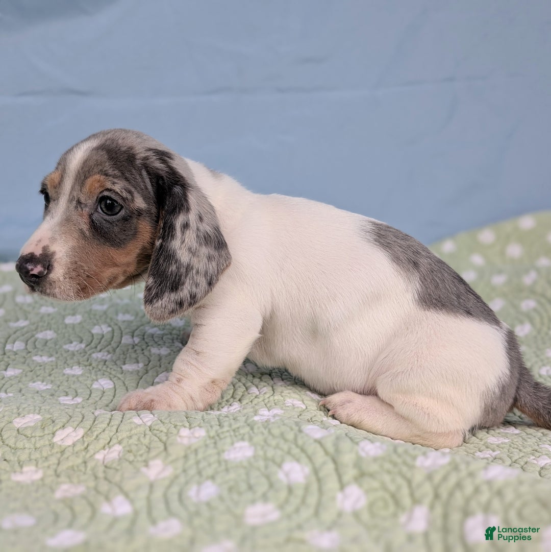 Miniature Dachshund dogs for sale: Sweet Potato - Ad 4