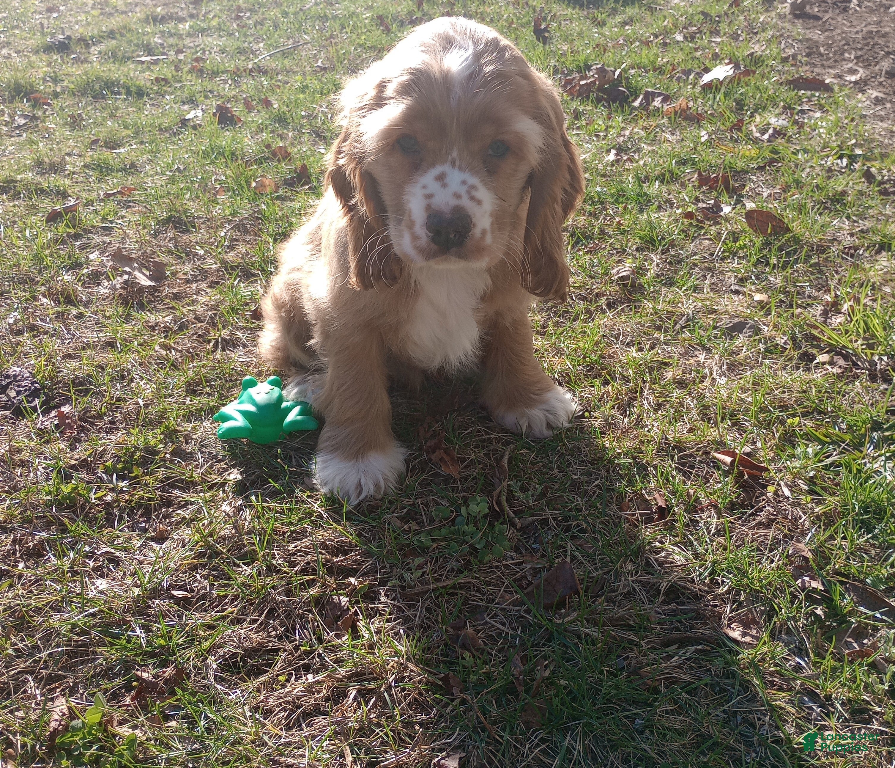 Cocker Spaniel dogs King - Ad 1