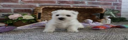 West Highland Terrier dogs for sale: Delight - Ad 8