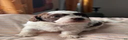 Shihpoo dogs for sale: Okoye - Ad 1