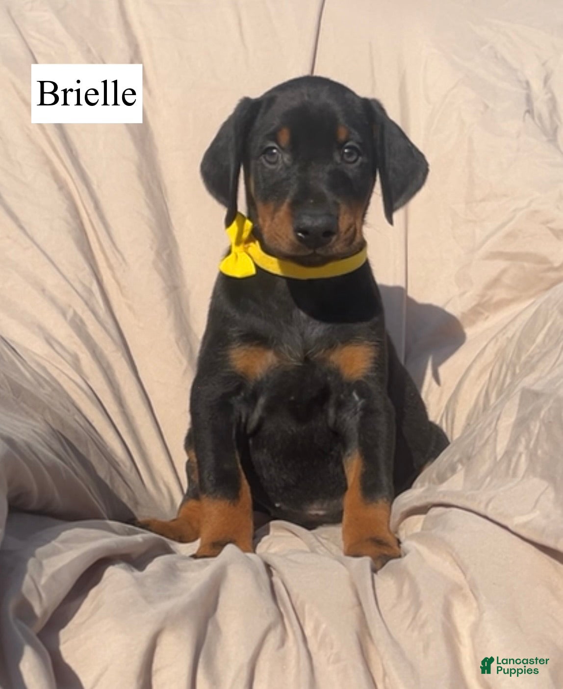 Doberman Pinscher dogs Brielle - Ad 2