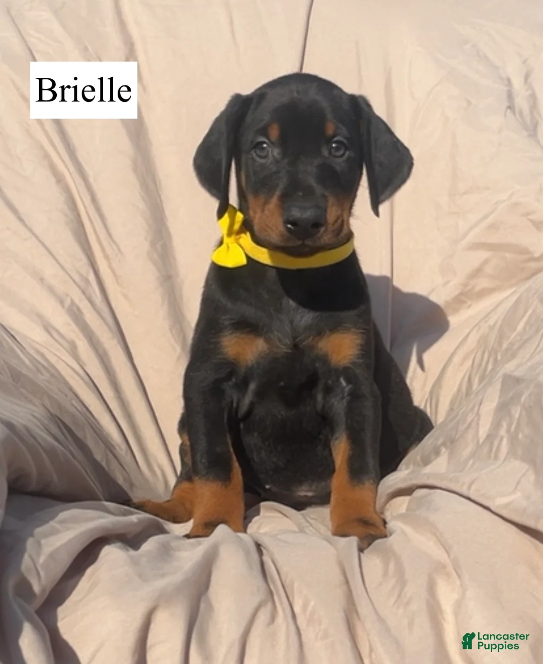 Doberman Pinscher dogs for sale: Brielle - Ad 2
