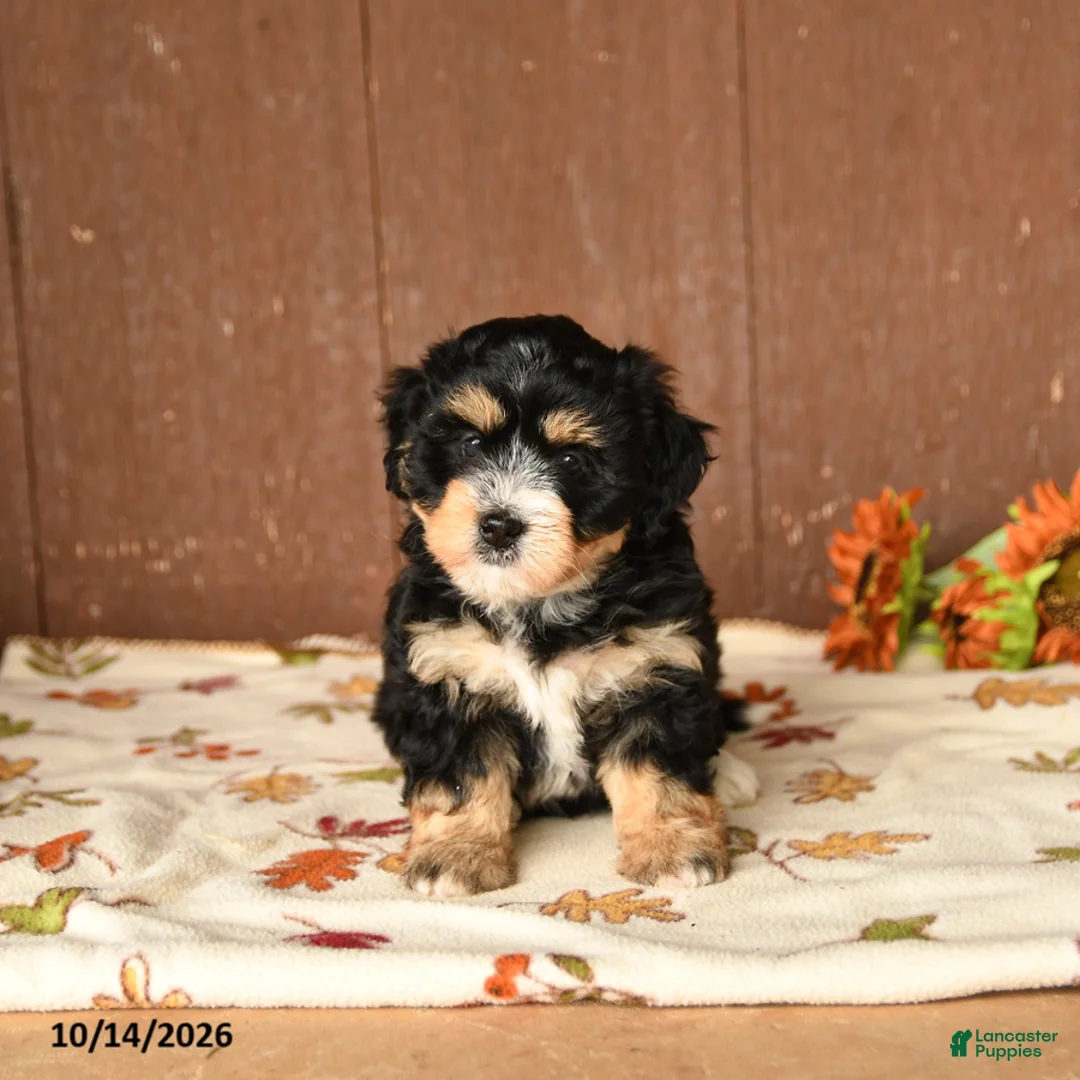 Mini Bernedoodle dogs for sale: Kelly - Ad 5