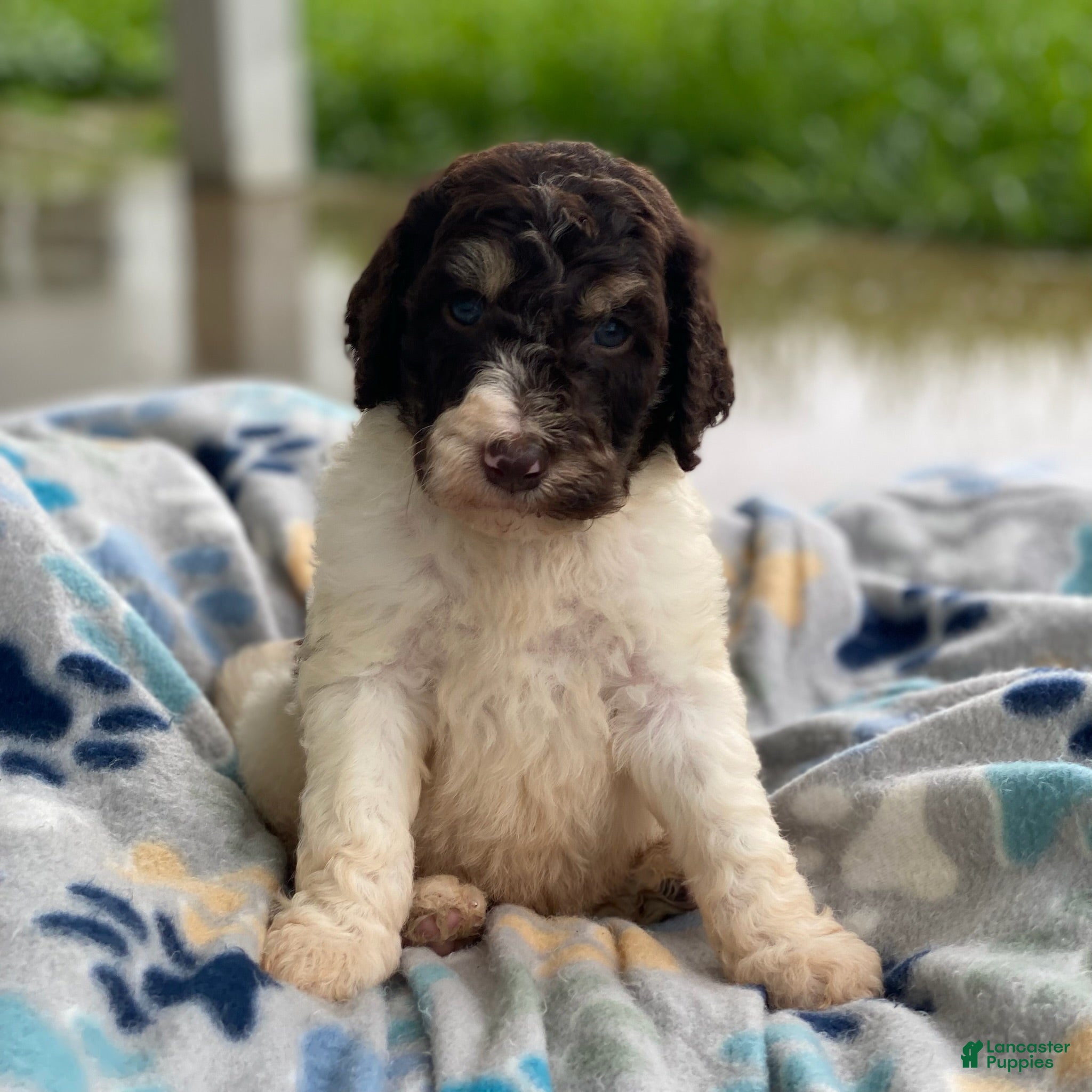 Standard Poodle dogs Milo - Ad 29