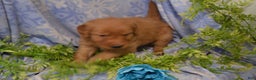 Golden Retriever dogs for sale: Andy - Ad 4