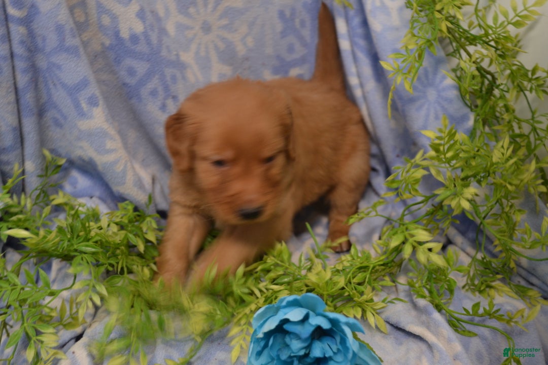 Golden Retriever dogs for sale: Andy - Ad 4