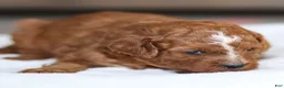 Cavapoo dogs for sale: Hunter - Ad 3
