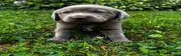 Labrador Retriever dogs for sale: Lavender - Ad 1