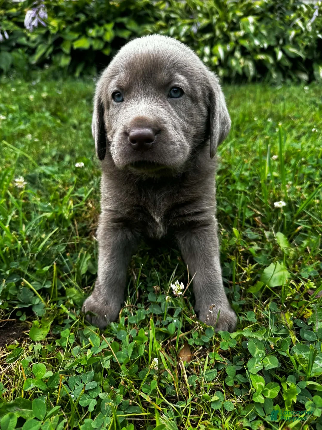 Labrador Retriever dogs for sale: Lavender - Ad 1