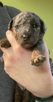 Goldendoodle dogs Sierra - Ad 1