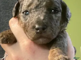 Goldendoodle dogs Sierra - Ad 19