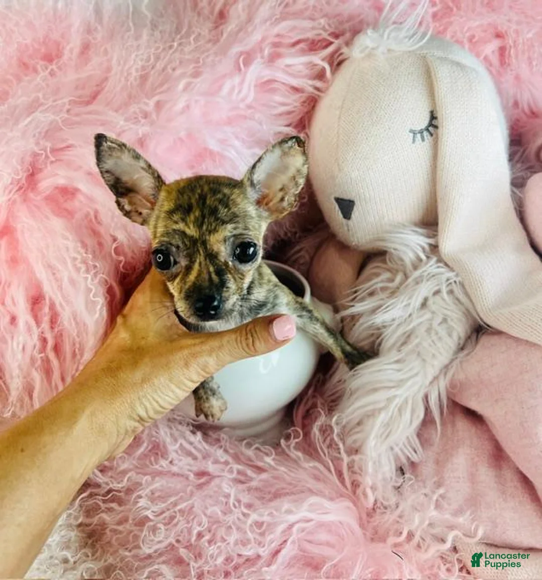 Chihuahua dogs for sale: Chihuahua 1 - Ad 1