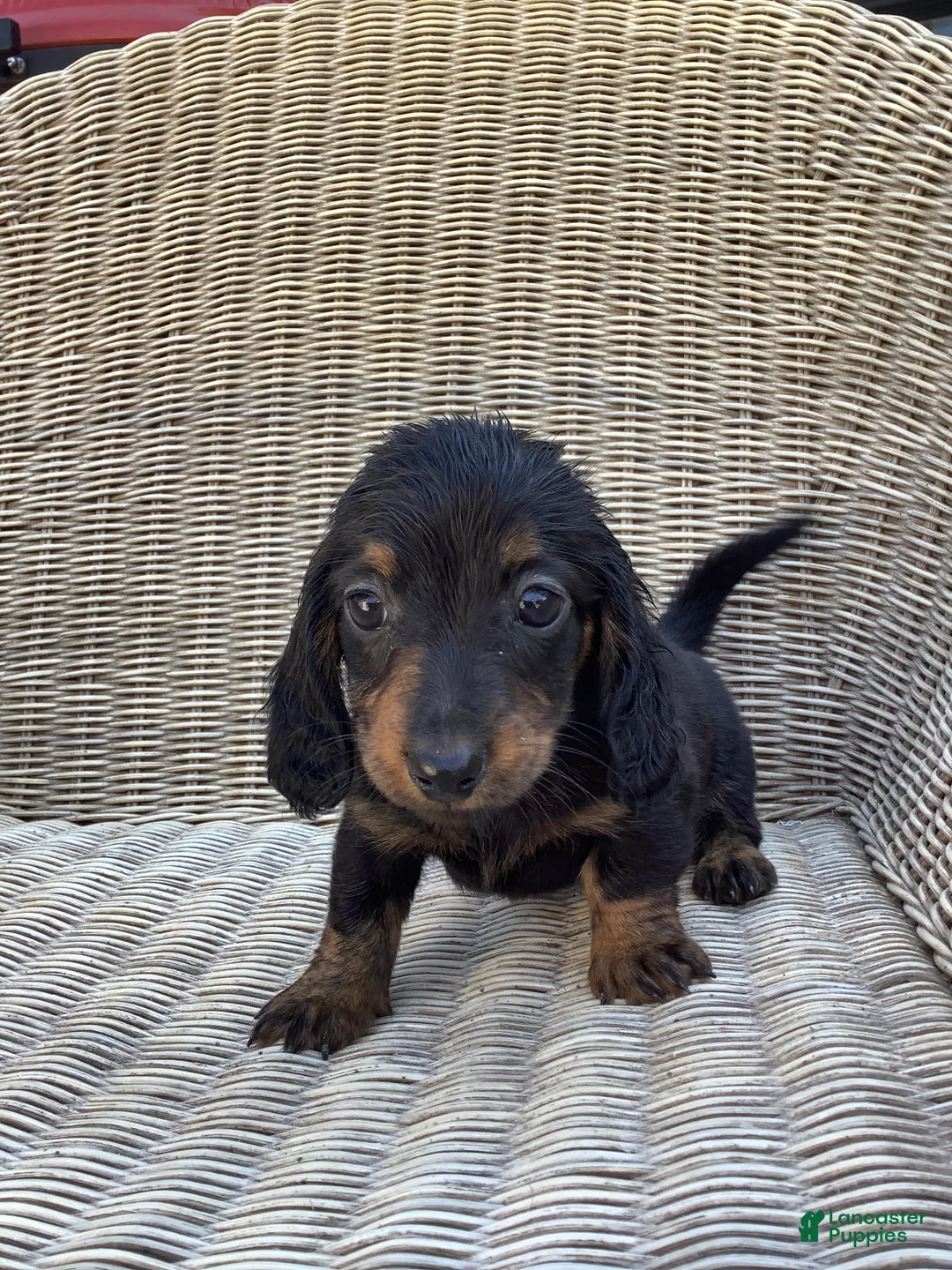 Dachshund dogs for sale: Minnie - Ad 2