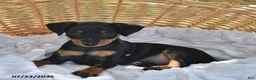 Miniature Pinscher dogs for sale: Peanut - Ad 4