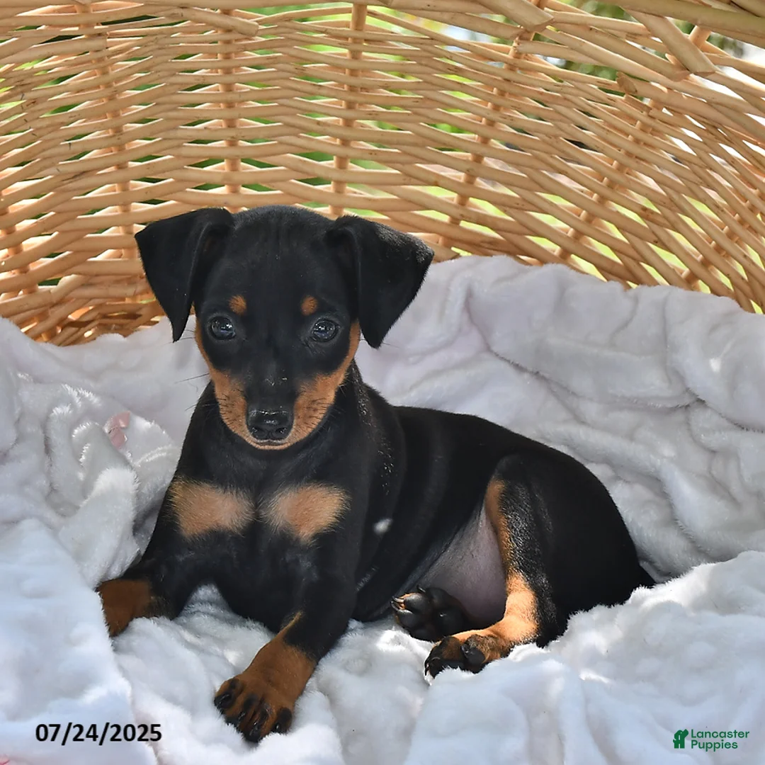 Miniature Pinscher dogs for sale: Peanut - Ad 4