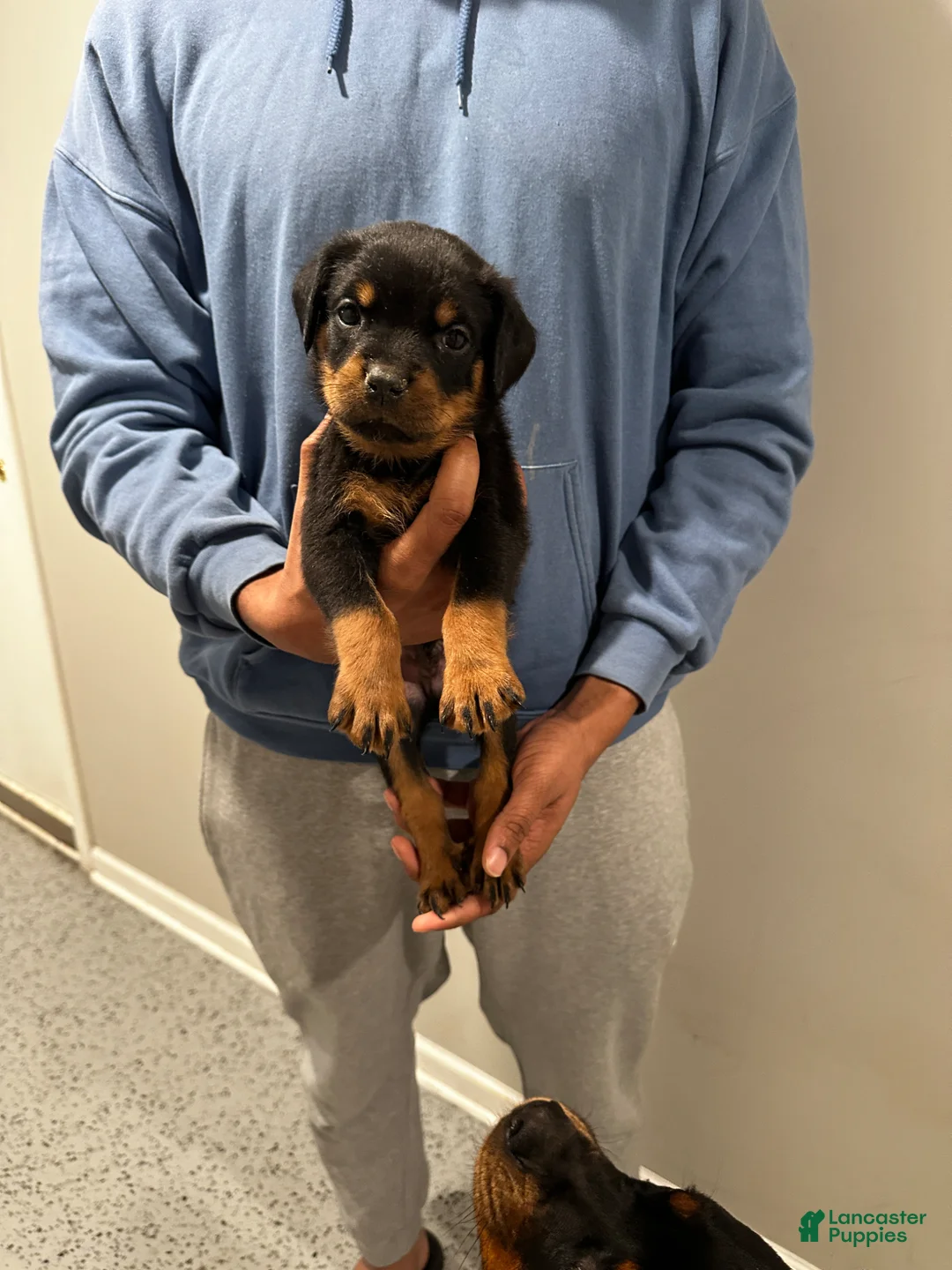 Rottweiler dogs for sale: Rottweiler Puppy 1 - Jax - Ad 1