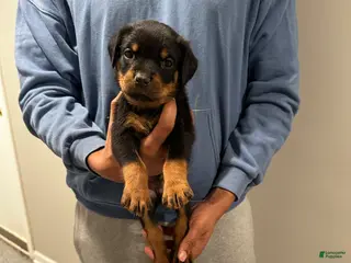 Rottweiler dogs for sale: Rottweiler Puppy 1 - Jax - Ad 1