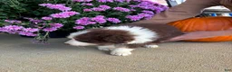 Australian Shepherd dogs for sale: Autumn (AKC) - Ad 7