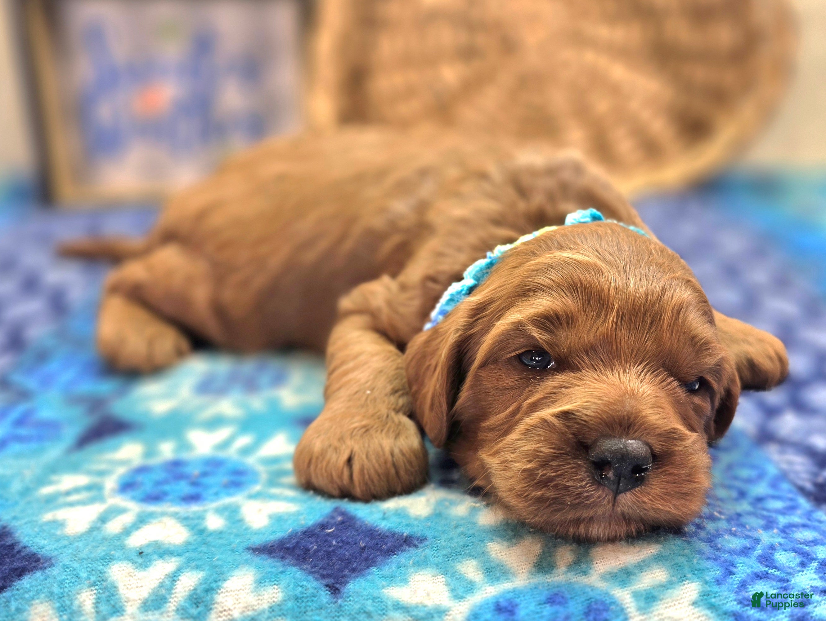 Cavapoo dogs Biscuit - Ad 15