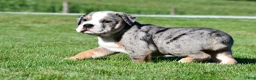 Beabull dogs for sale: Bo - Ad 7
