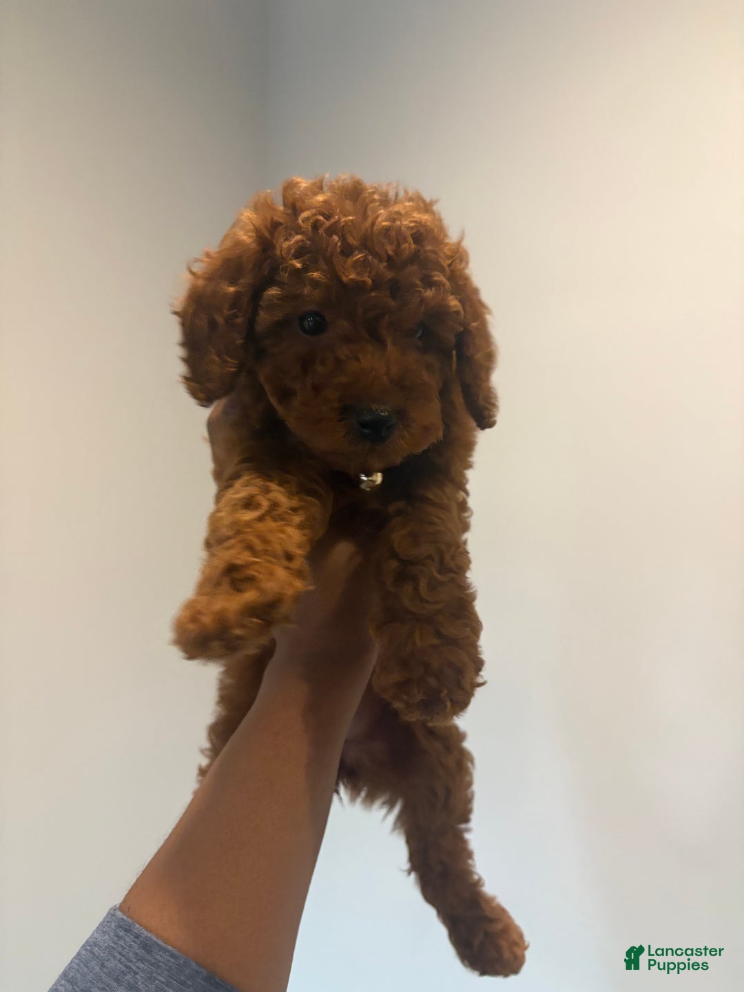 Miniature Poodle dogs for sale: Mini/Toy Tweety - Ad 2