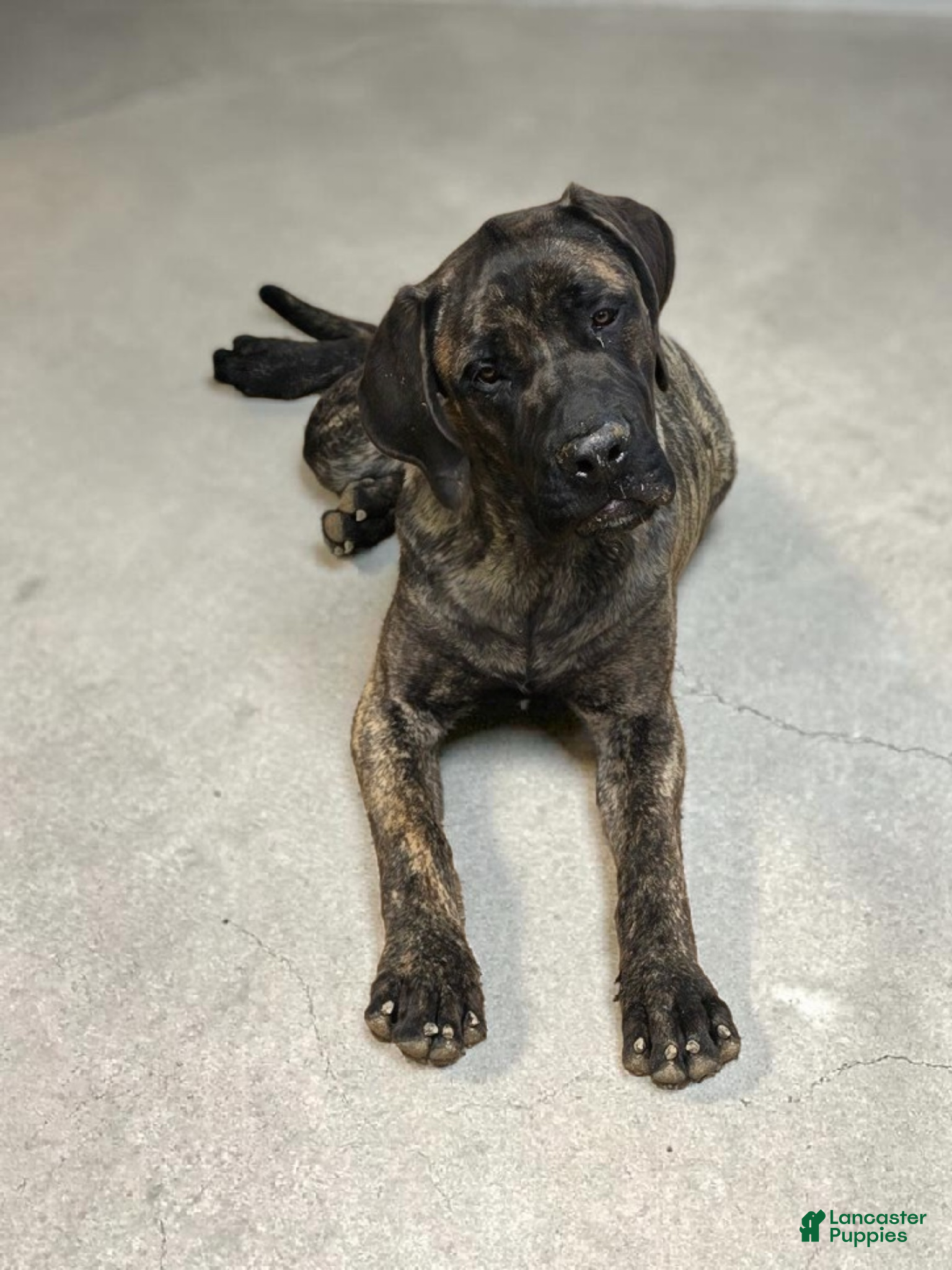 English Mastiff dogs Steve - Ad 3