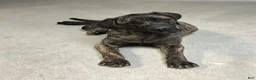 English Mastiff dogs for sale: Steve - Ad 1
