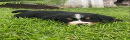 Bernese Mountain Dog dogs for sale: Hazel  - Ad 3