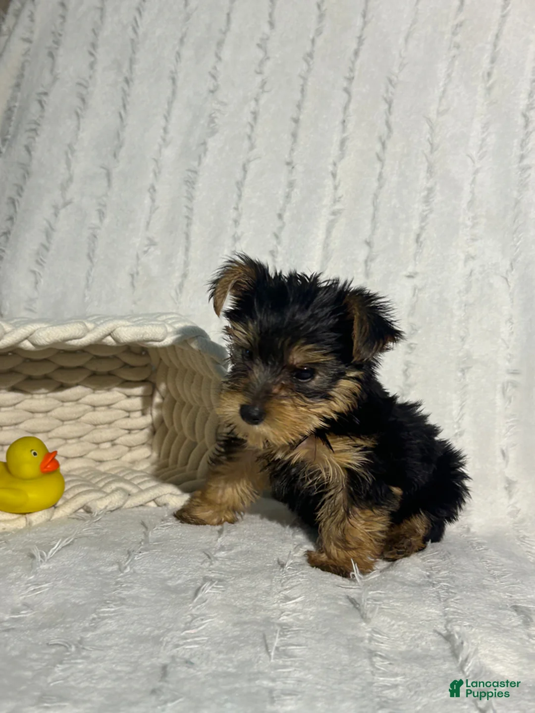 Yorkshire Terrier dogs for sale: Ellie - Ad 6