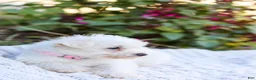 Mixed Breed dogs for sale: Powderpuff - Ad 11