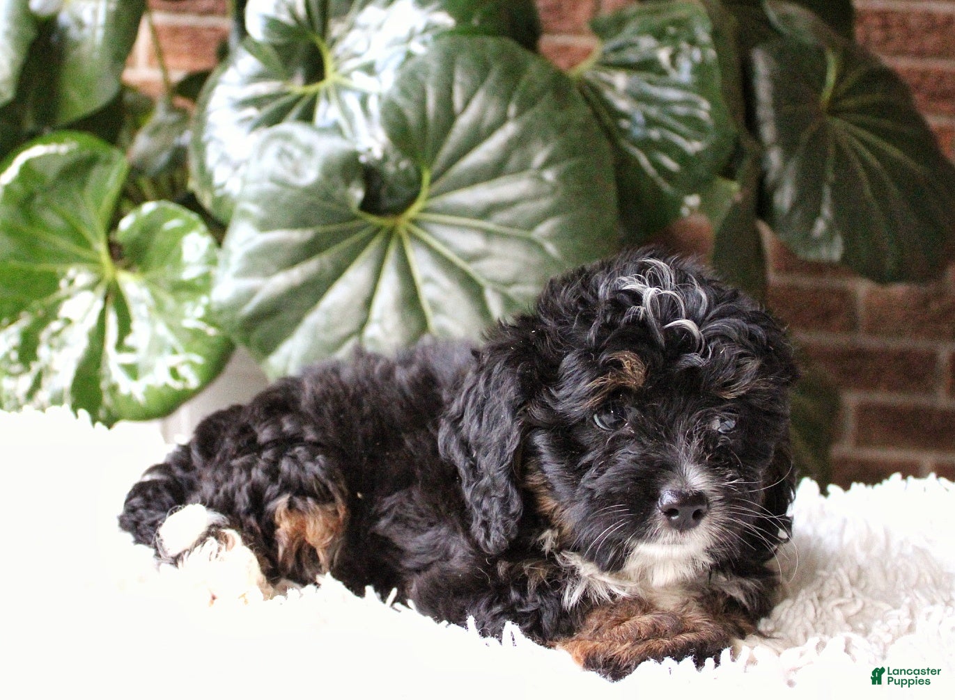 Mini Bernedoodle dogs Ella - Ad 2