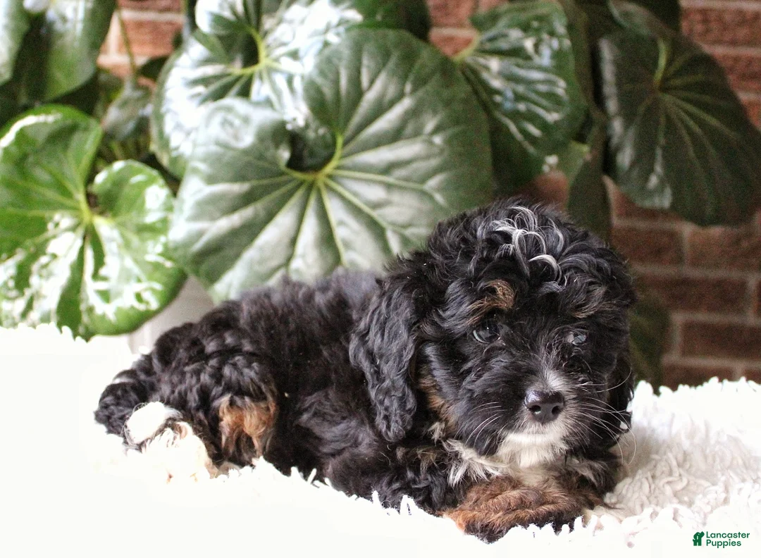 Mini Bernedoodle dogs for sale: Ella - Ad 2