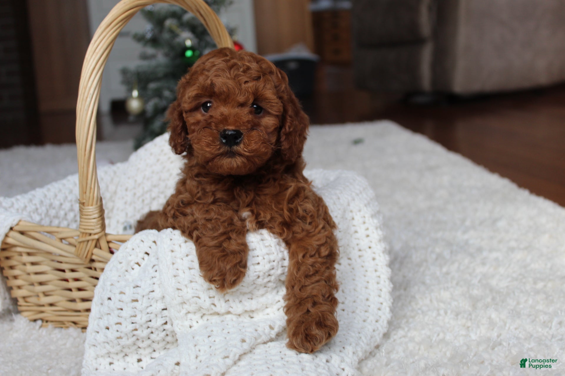 Cavapoochon dogs Malcolm - Ad 3