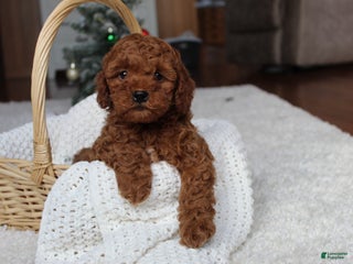 Cavapoochon dogs Malcolm - Ad 3