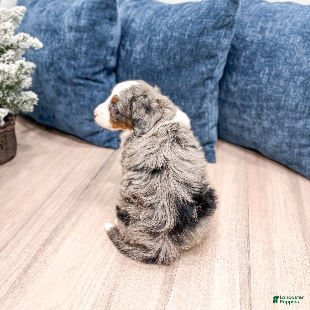 Mini Bernedoodle dogs for sale: Zues - Ad 6