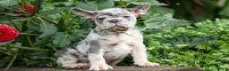 French Bulldog dogs for sale: Memphis  - Ad 10
