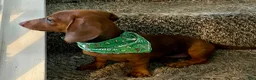 Dachshund dogs for sale: Dachshund 1 - Ad 4
