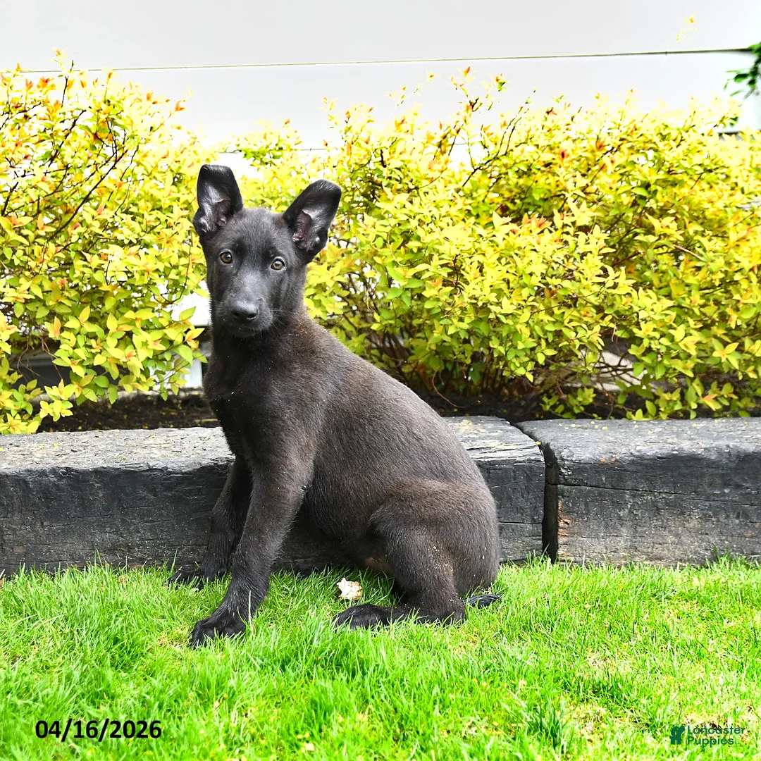 Mixed Breed dogs for sale: Trixie - Ad 2