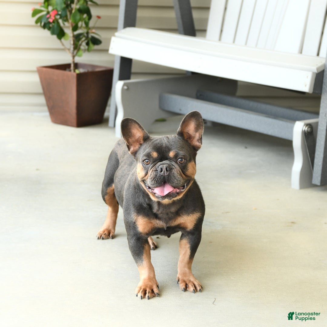 French Bulldog dogs for sale: Indie - Ad 6