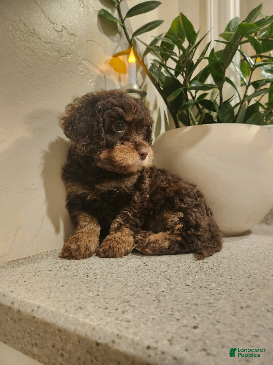Cavapoo dogs for sale: Sandra - Ad 4