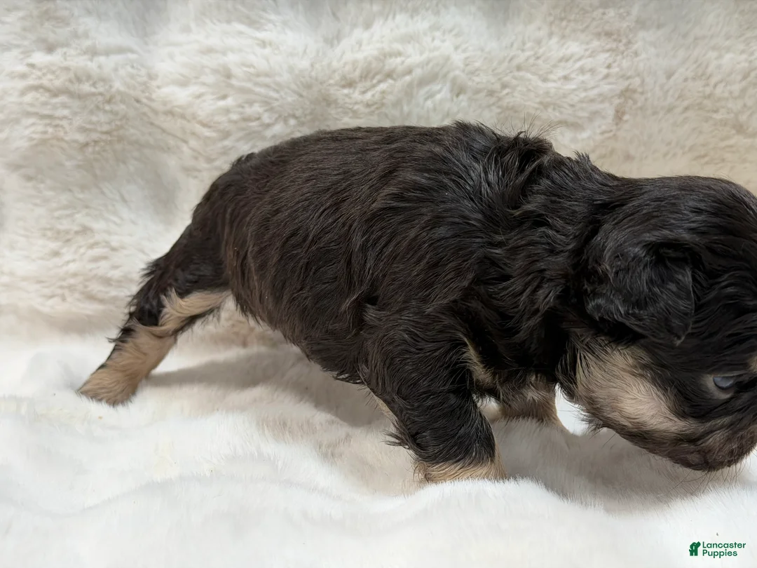 French Bulldog dogs for sale: French Bulldog 4 - Ad 41