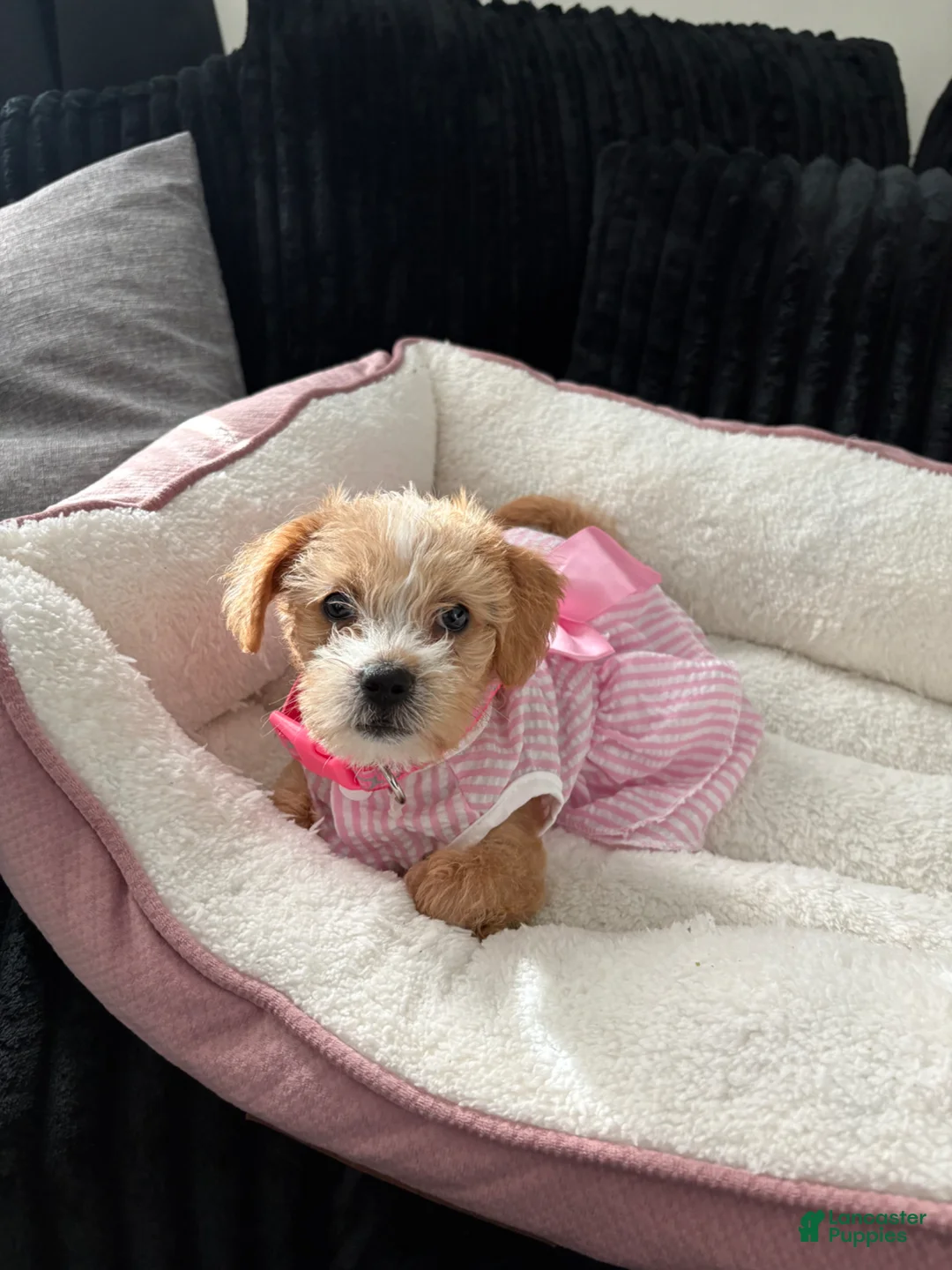 Mixed Breed dogs for sale: Mixed Breed Puppy 1 - Ad 4