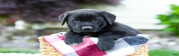 Sheprador dogs for sale: Bingo - Ad 7