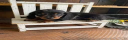 Miniature Dachshund dogs for sale: Luna - Ad 11