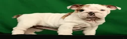 English Bulldog dogs for sale: Lulu - Ad 6