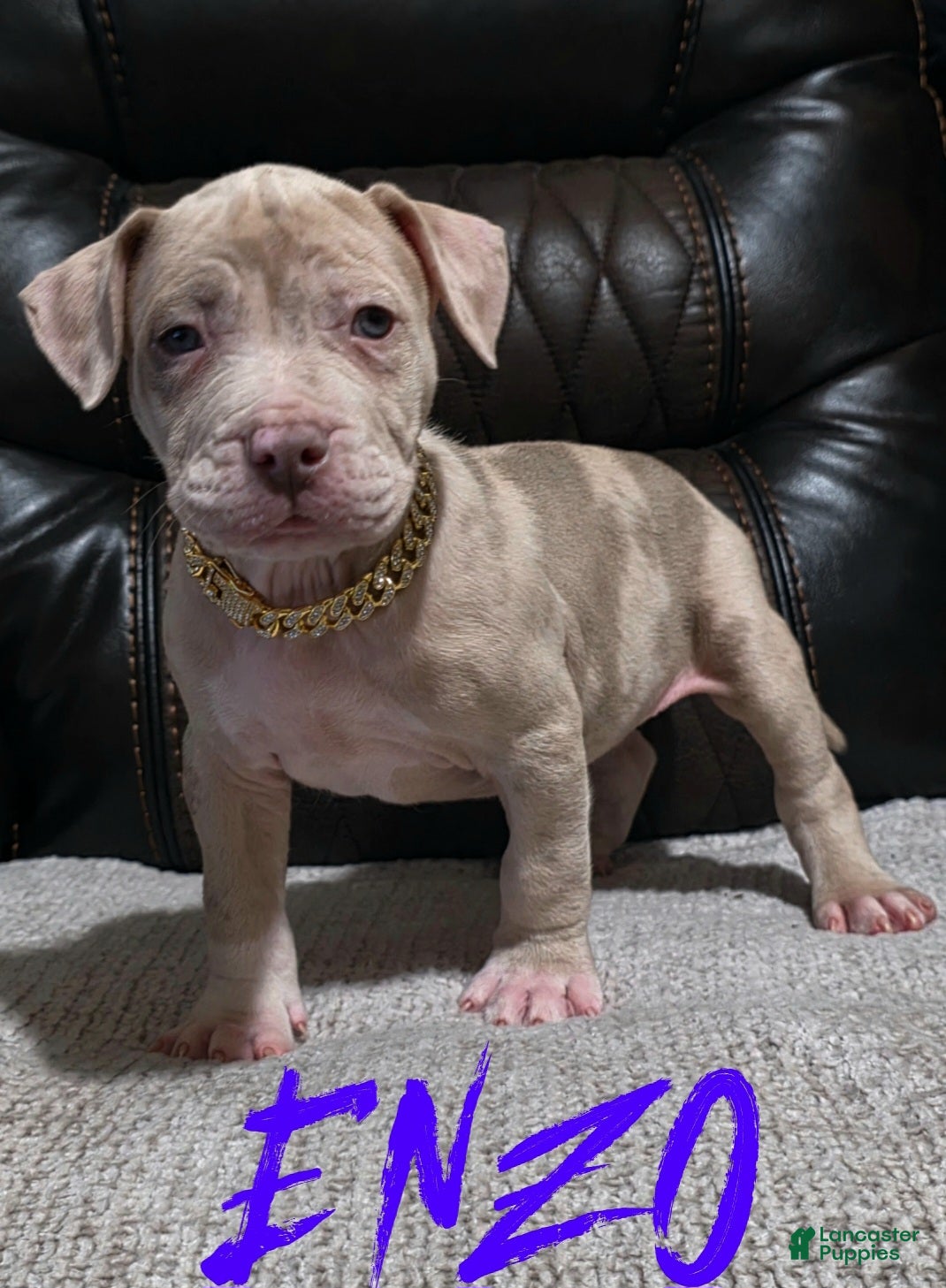 American Pit Bull Terrier dogs Enzo - Ad 1