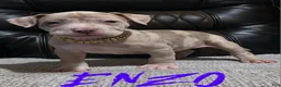 American Pit Bull Terrier dogs for sale: Enzo - Ad 1